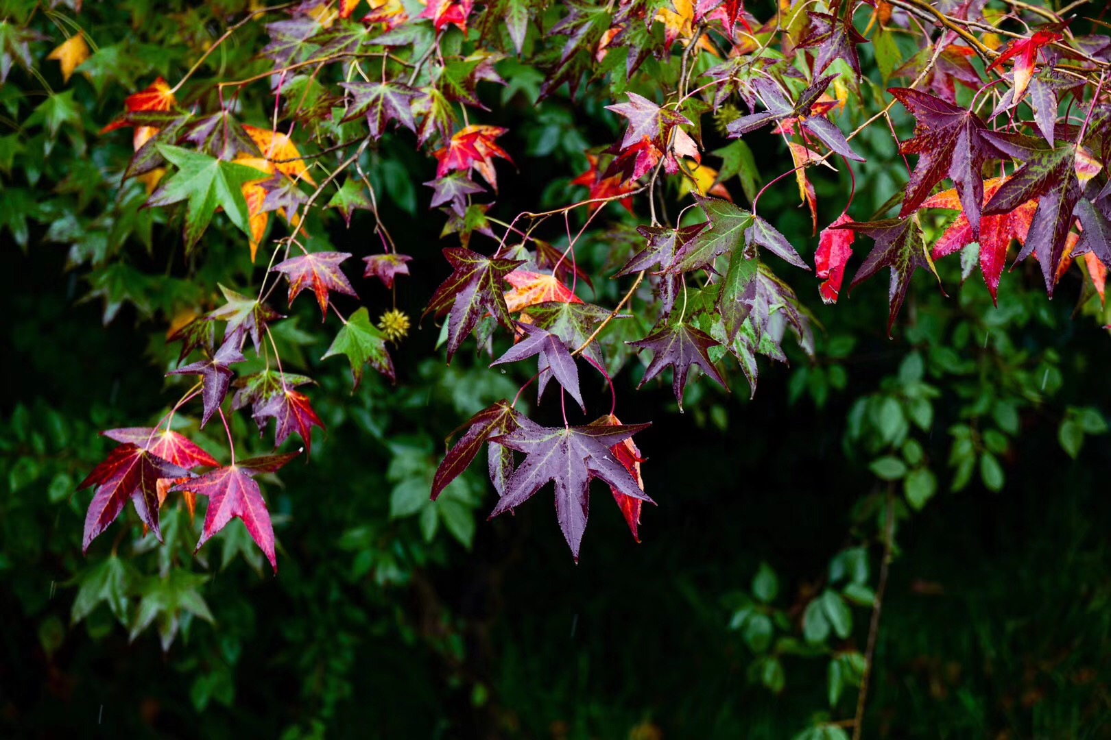 微信图片_20181218084627.jpg 微信图片_20181218084627.jpg